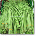 Yard Long Imported Beans Exotic Vegetable Seeds