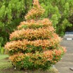 Ujinia Plant / Eugenia