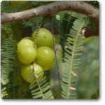 Amla ( Big Fruit- Grown through seeds ) - Medicinal Plant