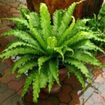 Victoria Bird Nest Fern- Asplenium Victoria - Ground Cover