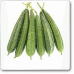 Ridge Gourd F1 Hybrid -Indian Vegitables