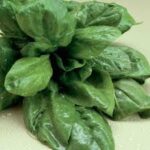 Spinach F1 Hybrid -Indian Vegitables