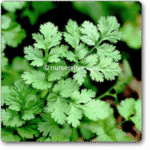 Coriander Imported Exotic Herb Seeds