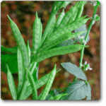 Gwar Phali F1 Hybrid- Cluster Beans -Indian Vegitables