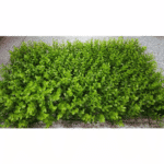 Ball Leaves Tiles for Vertical Garden - Artificial Garden