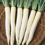 Radish pusa chetki�