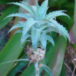 Ananas ananassoioles