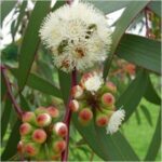 Eucalyptus- Nilgiri� - Medicinal Plant