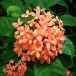 Ixora Dwarf (Peach)