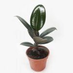 Ficus Elastica- Rubber Plant