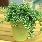 Ficus pumila variegated- Creeping fig�
