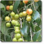 Ziziphus Mauritiana- Apple Ber (Regu Tree)