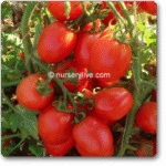 Tomato Imp Petomech -Indian Vegitables