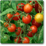 Tomato F1 Hybrid Suhyana