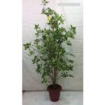 Artificial Plant 2268-C�
