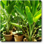 Travellar Palm - Plant