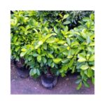 Ficus Panda Green