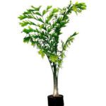 Fishtail Plant Small