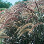 Fountain Grass