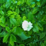 Govardhanam / Tabernaemontana Divaricata