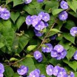 Jacquemontia Creepers