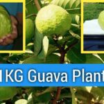 Kg Guava