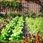 Kitchen Garden