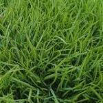 Korean Carpet Grass