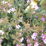 Kupiya Plant 2 Types