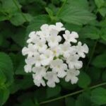 Lantana (White)