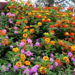 Lantana Plant