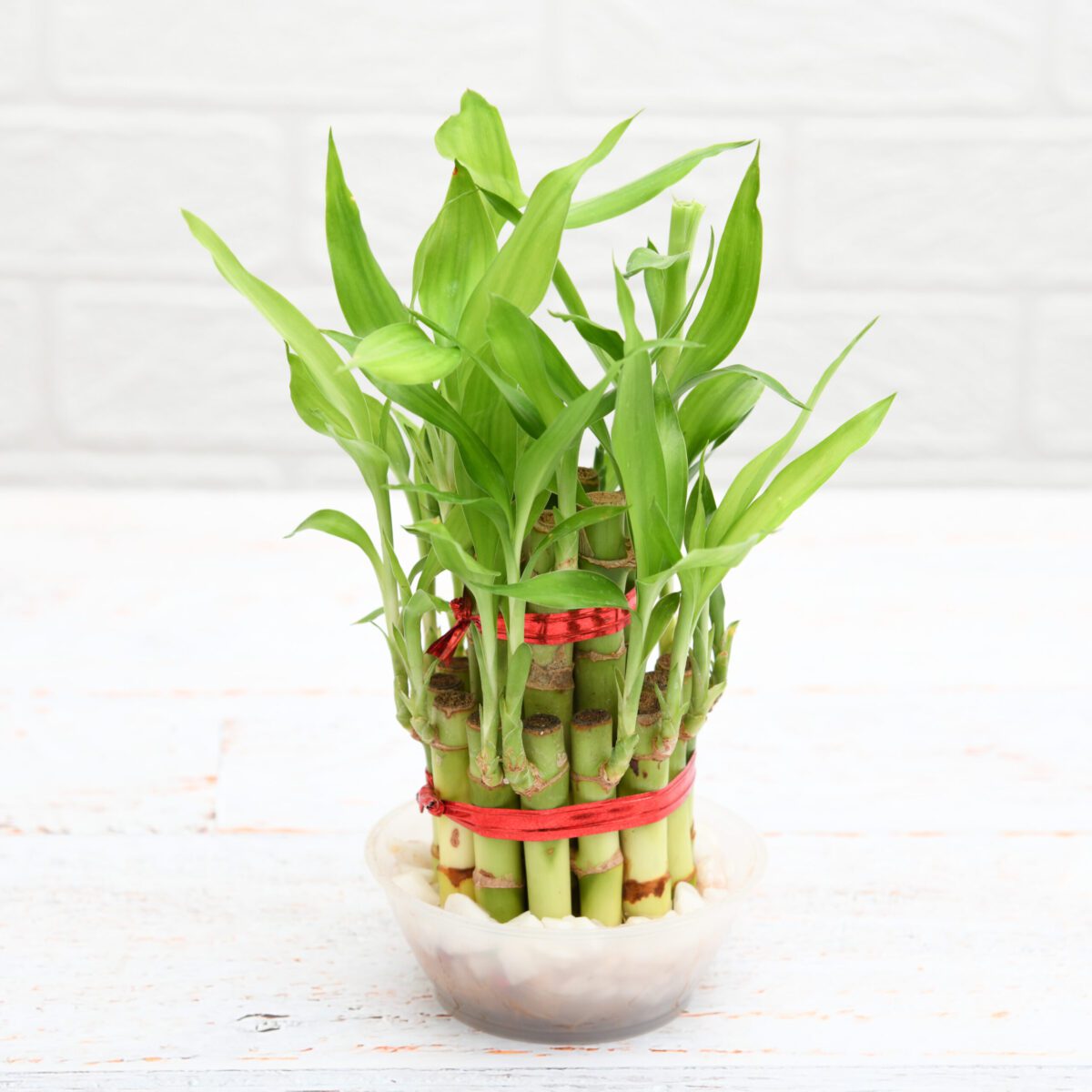 2 Layer Lucky Bamboo Plant in a Bowl with Pebbles - Image 1