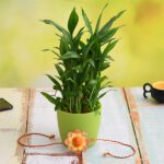 Love and Luck with Eco friendly