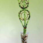 Lucky Bamboo Golden Ring Arrangement