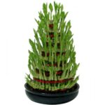 Lucky Bamboo 9 Layer