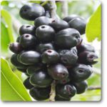 Neredu - Syzygium Cumini, Jamun