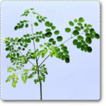 Drumstick, Moringa Oleifera