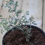 Jammi - Prosopis Cineraria