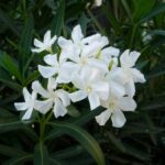 Kaner, Nerium Oleander (White, Single)