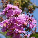 Lagerstroemia Plant