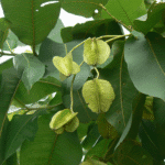 Holoptelea Integrifolia, Vavla, Wawal -