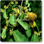 Anogeissus Acuminata