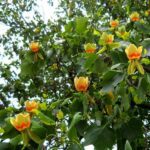 Liriodendron, Tulip Tree, Tulip Poplar