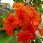 Cordia sebestena, Lal Lasora -