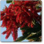 Ant Tree, Triplaris Americana