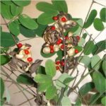 Adenanthera Pavonina, Ratan Gunj -