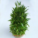 Lucky Bamboo 10 Layer