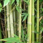 Giant thorny bamboo, Bambusa bambos