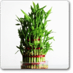 4 Layers Lucky Bamboo
