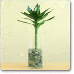 Lucky Bamboo Lotus Arrangement